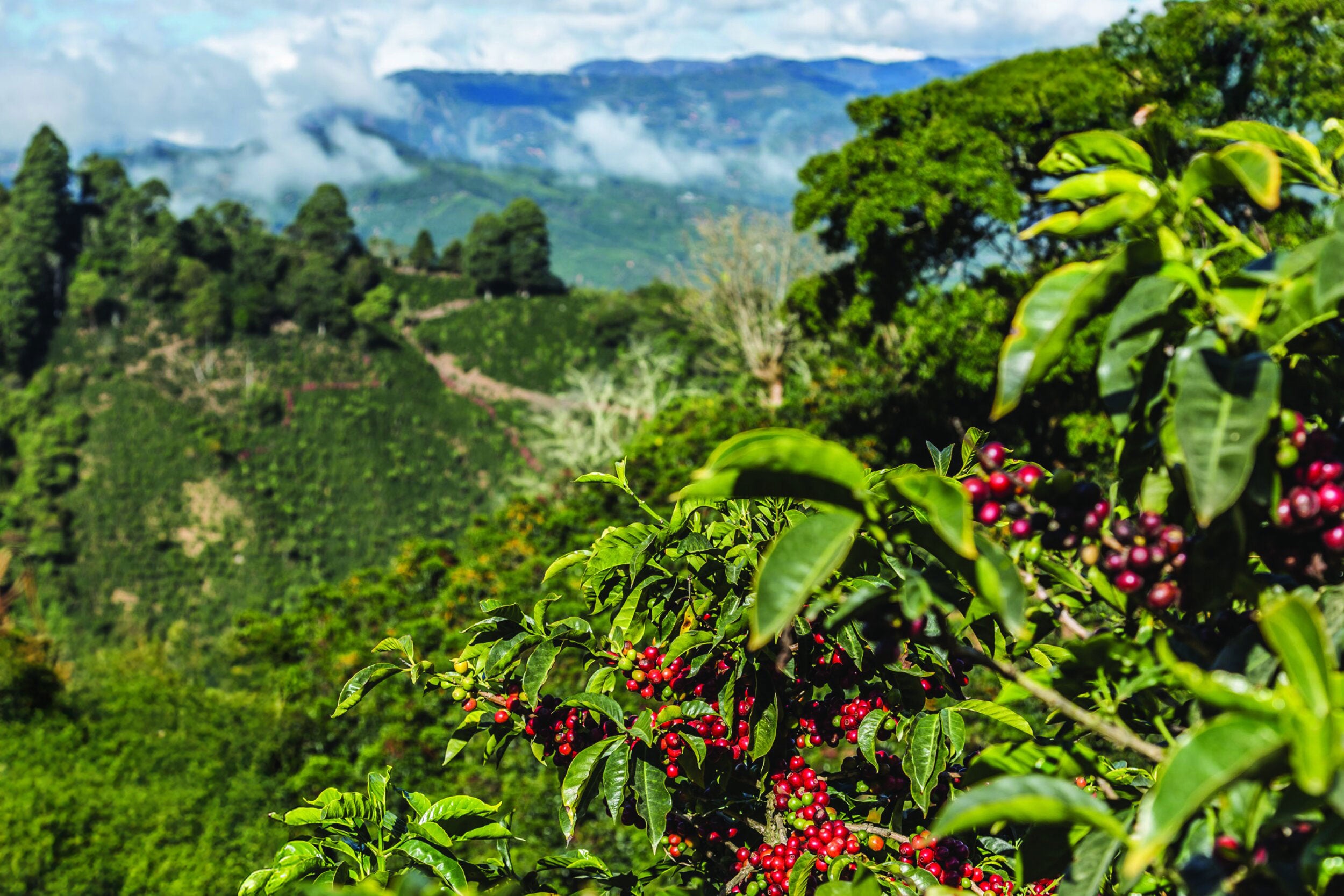 Costa Rica Tarrazu